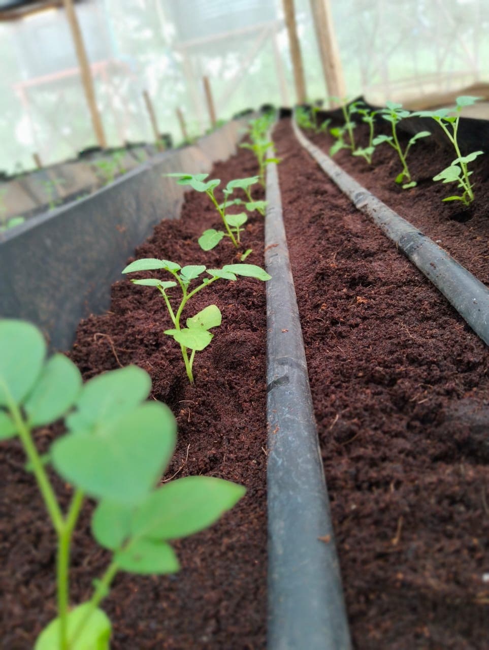 Seed Potato Merchants