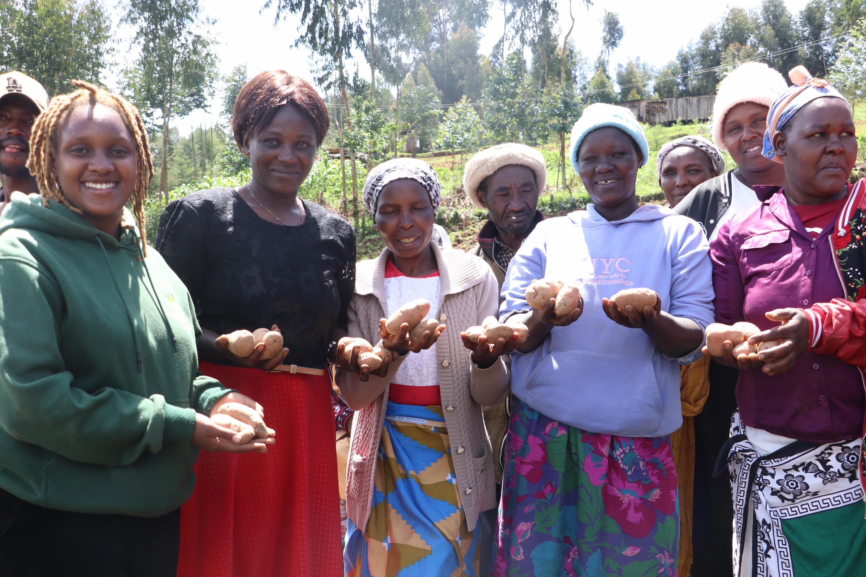 Potato farming in Kenya