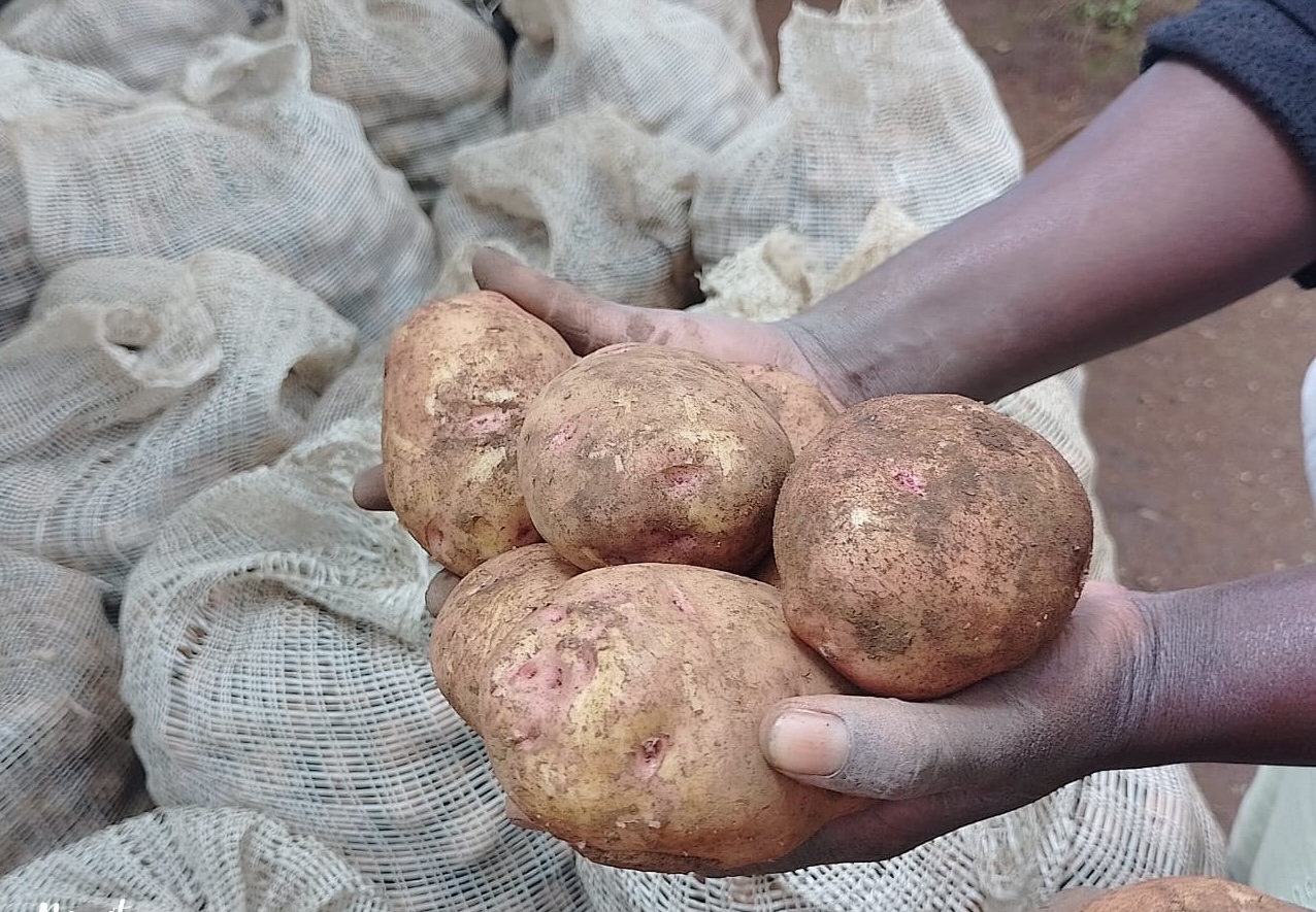 Seed Potato Merchants