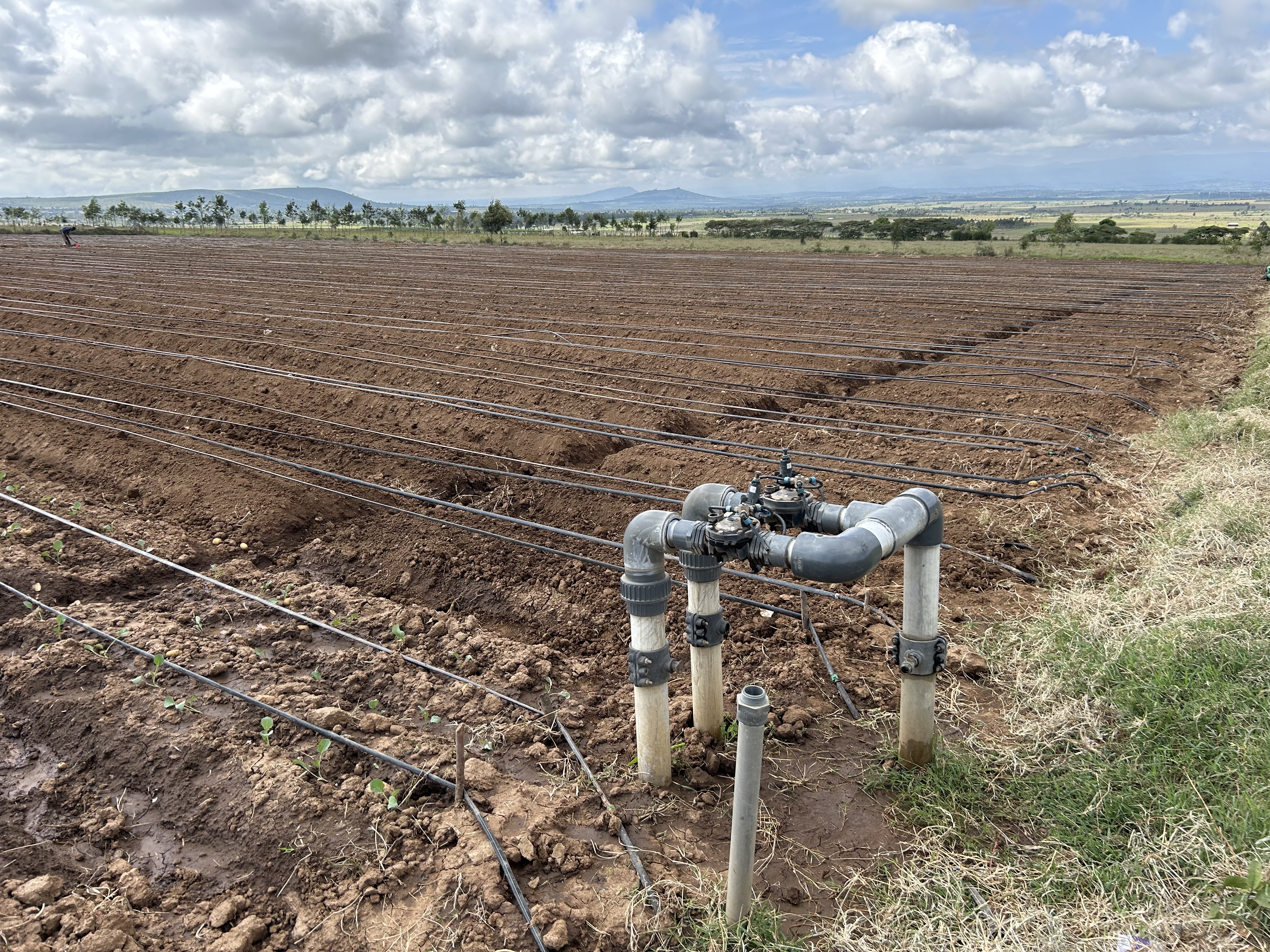 Potato farming and food security in Kenya